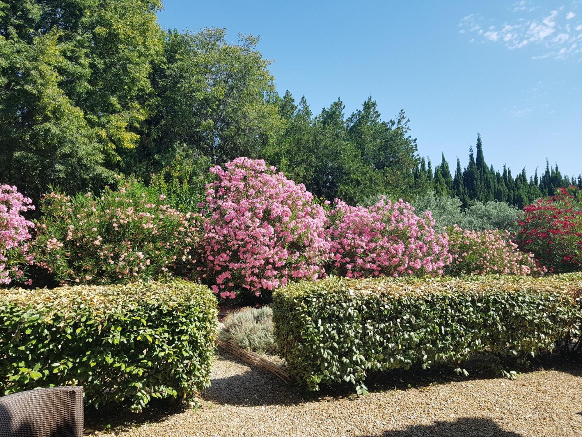 Mas Des Figues - Mas Xviiie - Ouvert 01 Mai Au 30 Septembre 2025 - Piscine Tres Calme - Alpilles Saint Remy De Provence - Cuisine Faite Maison Brunch Mediterraneen - Certifie Biologique Frbio10 Potager Huile D'Olive Bio Roseraie Biodiversite Agritour المظهر الخارجي الصورة